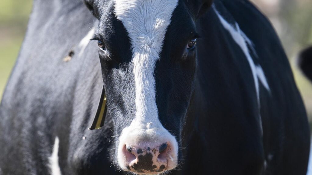 three-charged-after-massive-cattle-theft