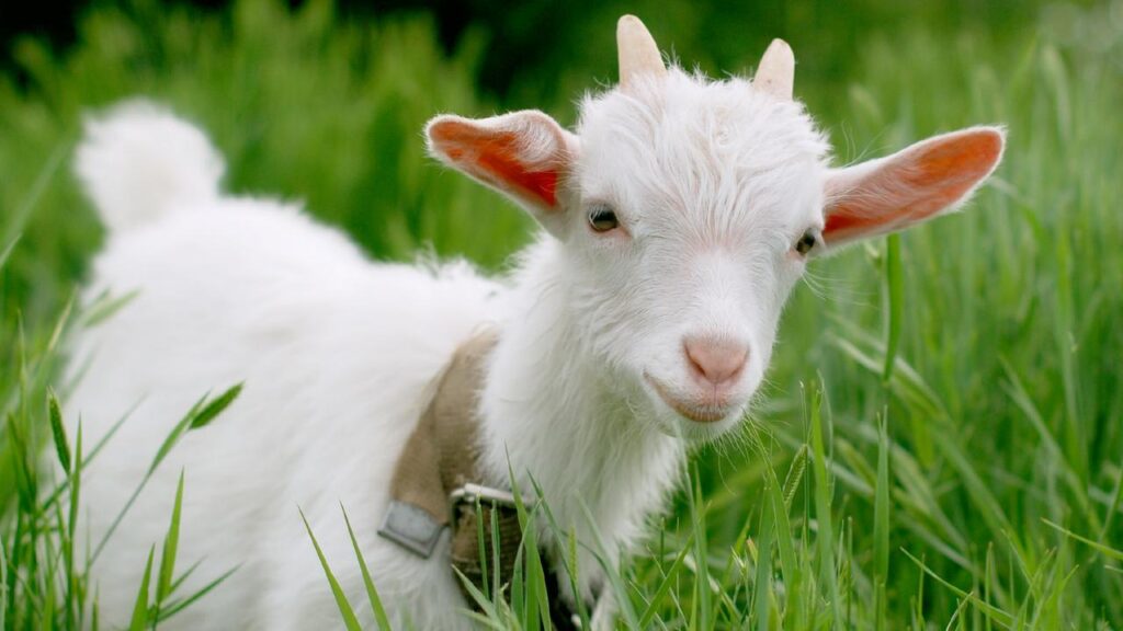 man’s-alleged-barbaric-acts-on-goat