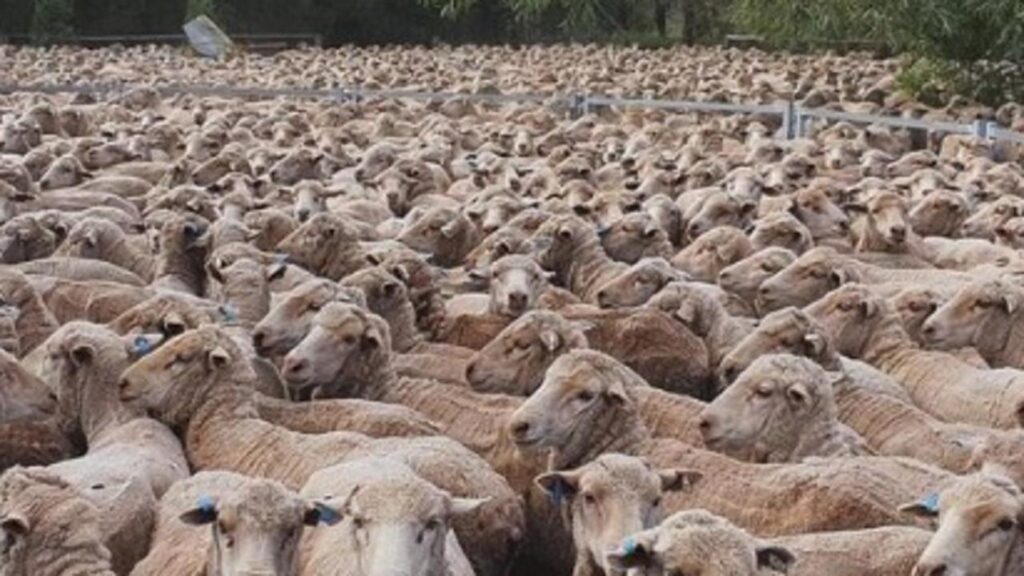 farmers-stage-walkout-over-sheep-ban