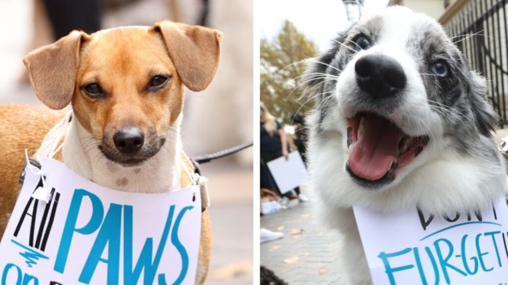 wild-push-to-overturn-dog-ban-on-trains