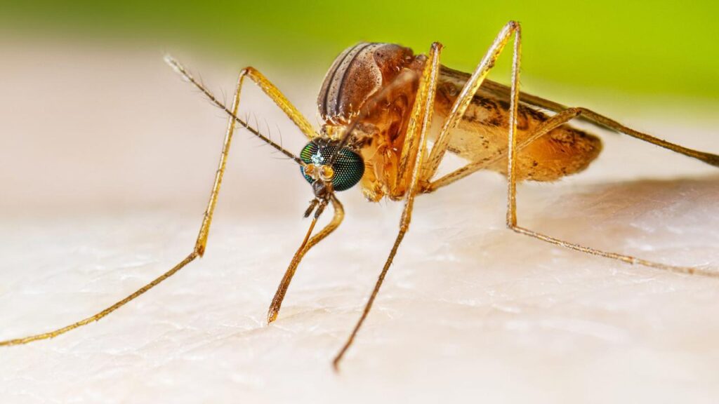 deadly-mosquito-virus-warning