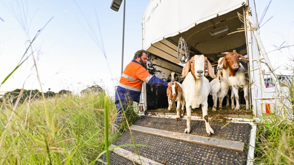 nsw-government-department-using-goats-to-tackle-weeds-issue