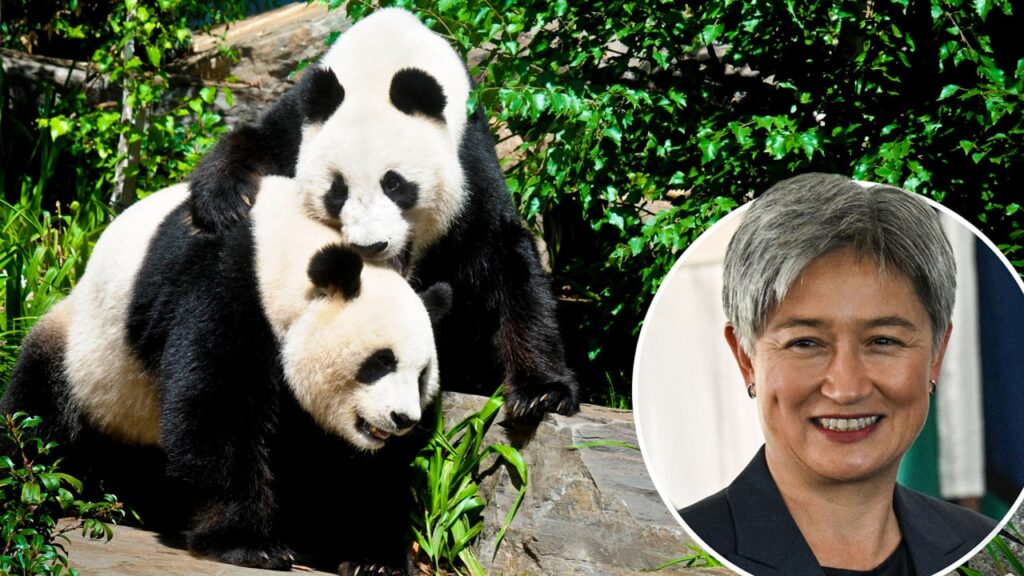 bye-bye-wang-wang-and-fu-ni:-giant-change-for-adelaide’s-pandas