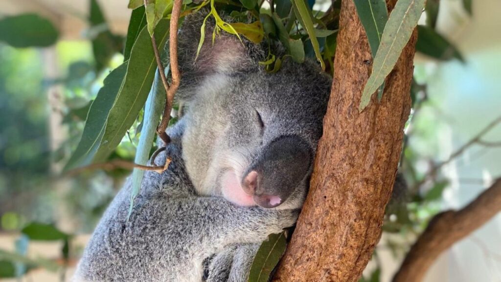 backlash-after-sanctuary-ends-koala-cuddles