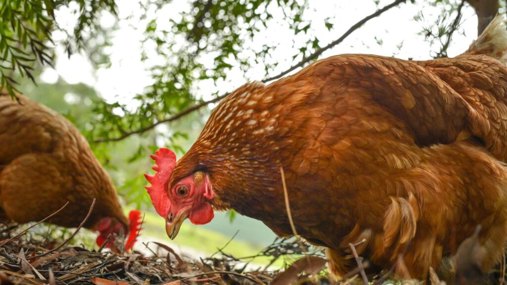 bird-flu-found-in-backyard-chickens