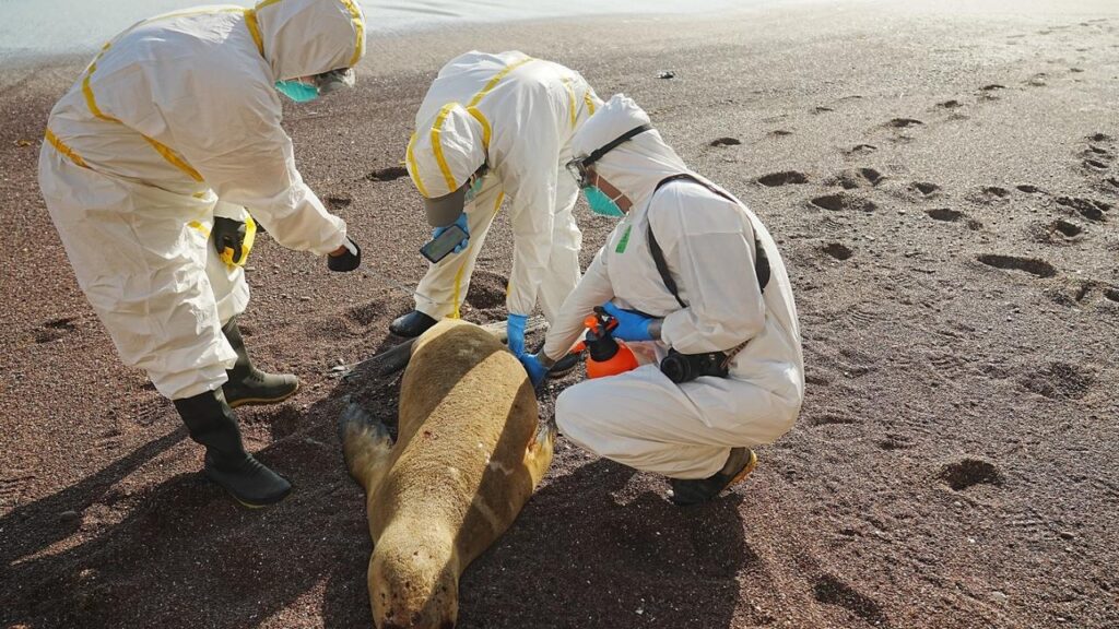 australia-braces-for-‘catastrophic’-bird-flu-strain-after-mass-wildlife-deaths-overseas