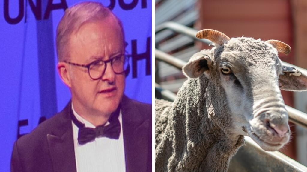 farmers-‘disgusted’-over-albo-live-export-joke