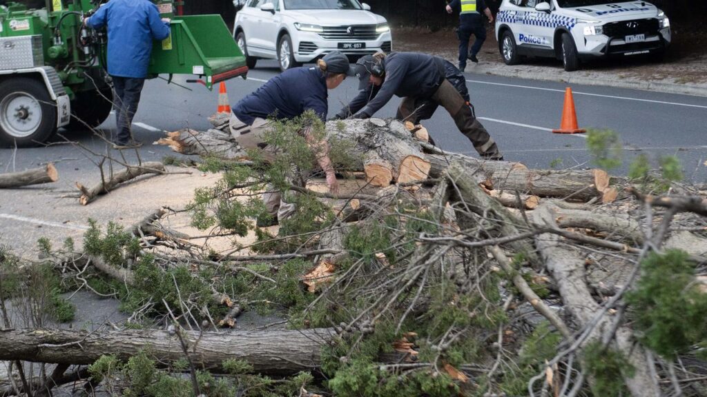 horror-as-man-killed-after-tree-falls-on-car