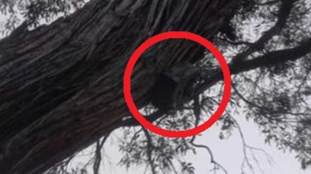 ‘tracked’:-disturbing-find-in-aussie-tree