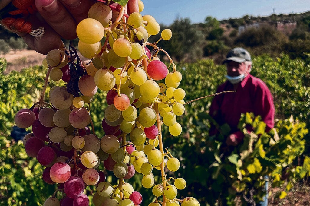 Η-κλιματική-κρίση-στέρεψε-τα-αμπέλια-–-Μείωση-έως-80%-στην-παραγωγή-ελληνικών-κρασιών-–-Ελεύθερος-Τύπος