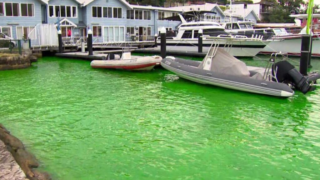 sydney-harbour-turns-green