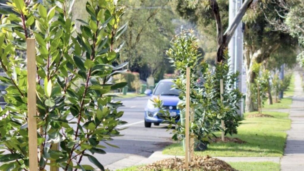 council’s-wild-new-pruning-rules