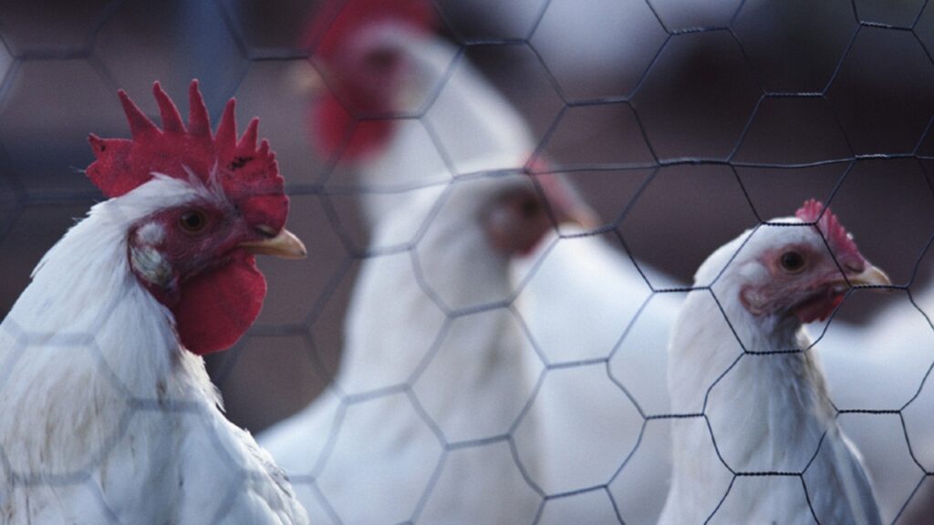 $95m-bid-to-fight-arrival-of-highly-pathogenic-h5n1-avian-flu