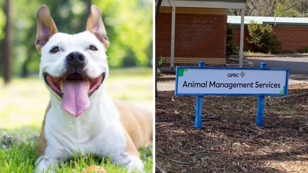 queanbeyan-pound-forced-to-euthanise-all-dogs-after-canine-parvovirus-outbreak