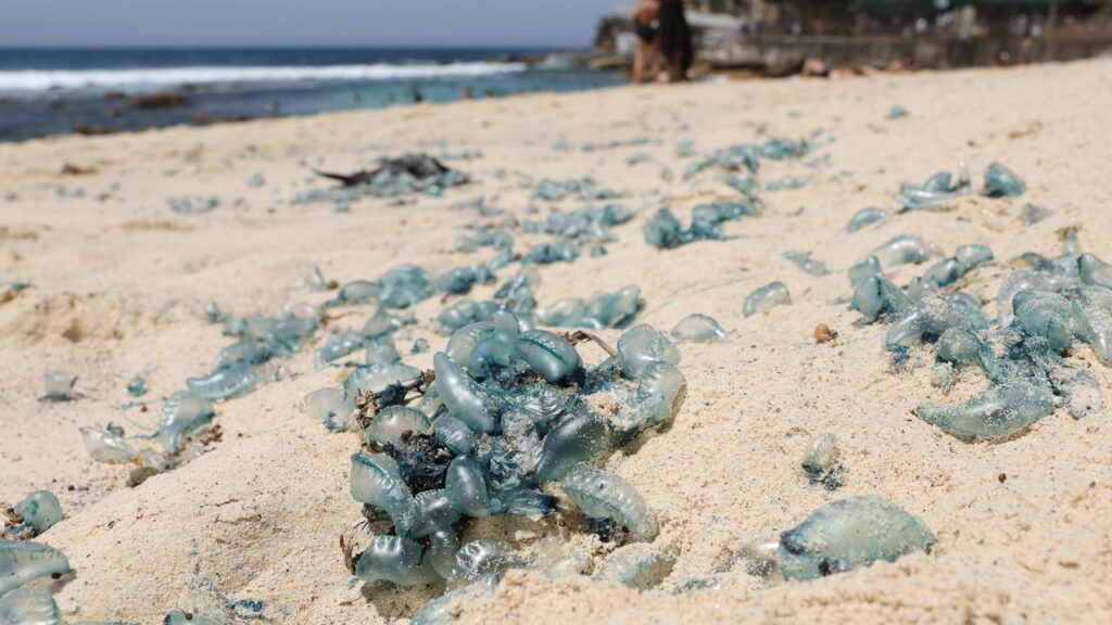 jellyfish-‘invasion’-hits-major-city-beach