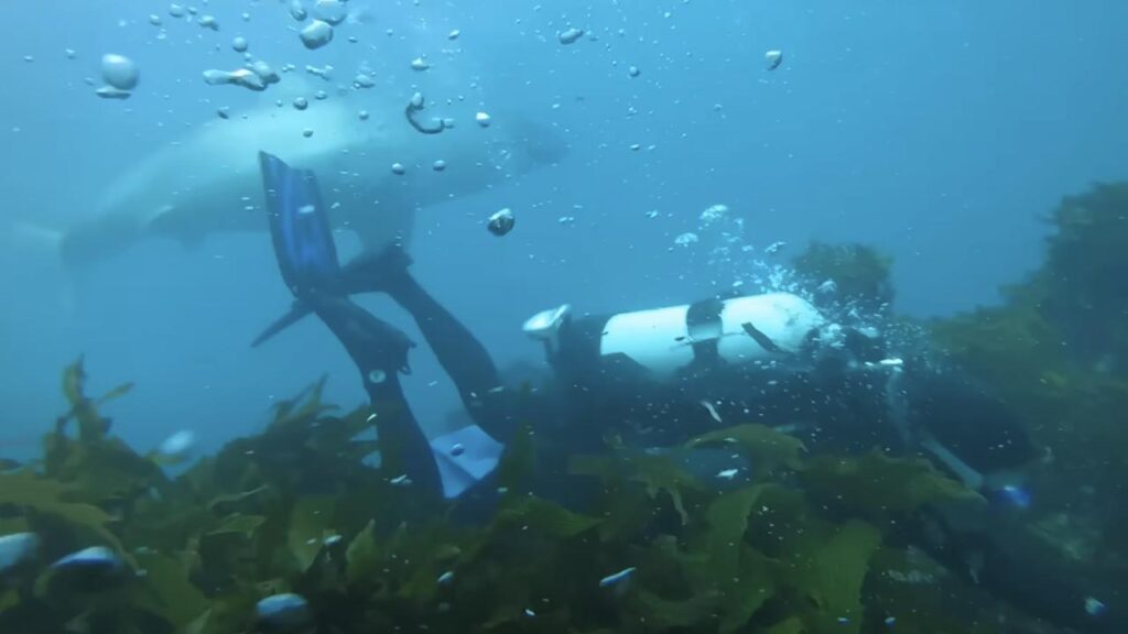 divers-jaw-dropping-run-in-with-huge-great-white