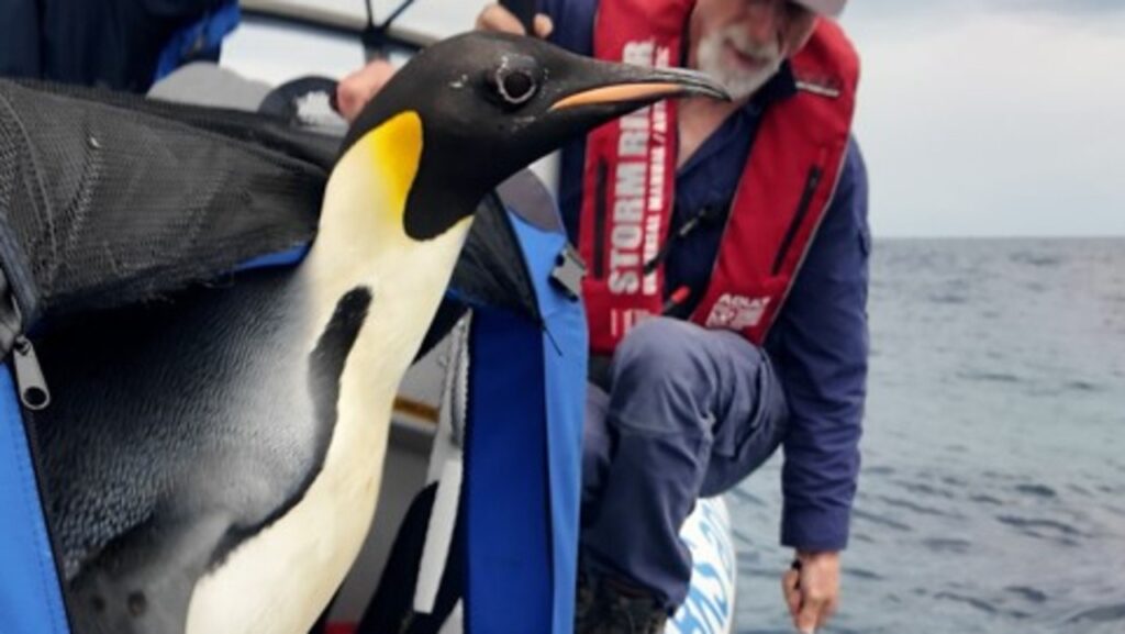 heartwarming-update-in-epic-penguin-journey